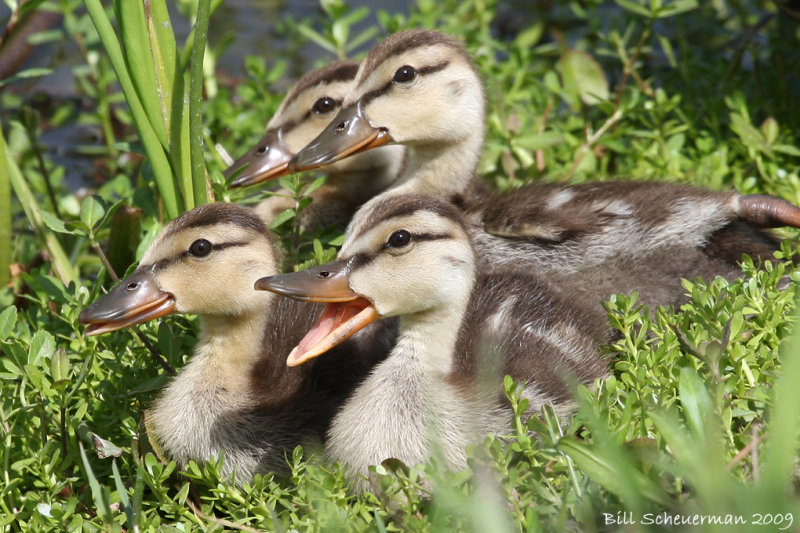 Mottled duckies