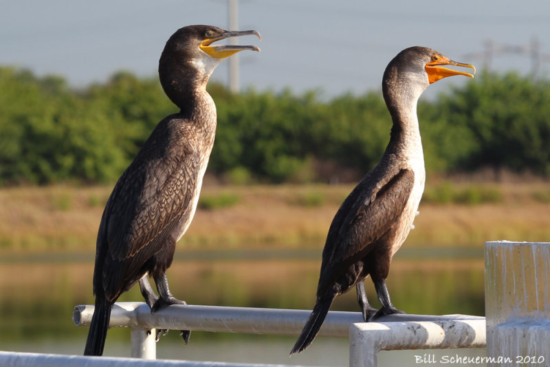 Great Cormorant & Double-crested Cormorant