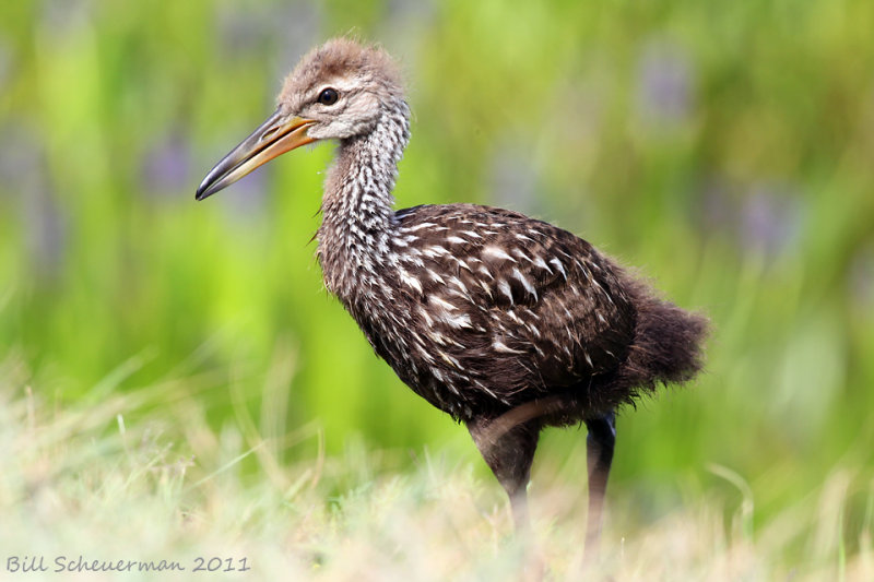 Young Limpkin