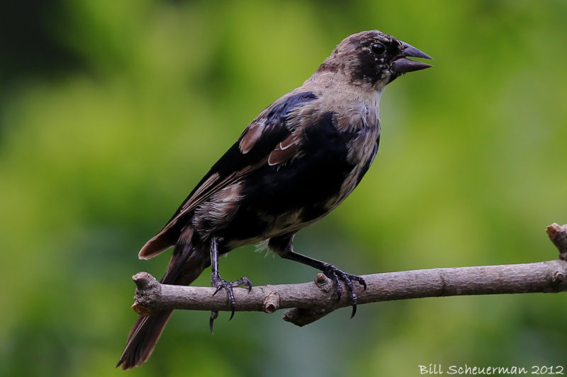 Grackle (young)