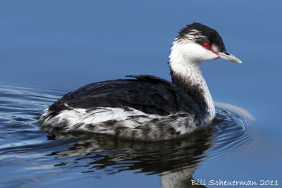 Horned Grebe