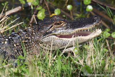 American Alligator