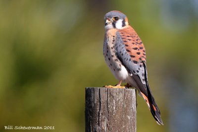 Kestrel