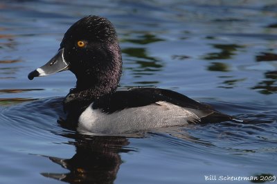 Ringneck Duck