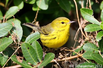 Prairie Warbler