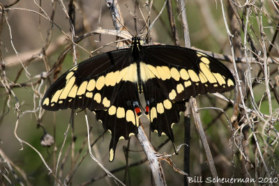 Giant Swallowtail