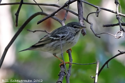 Blackpoll Warbler