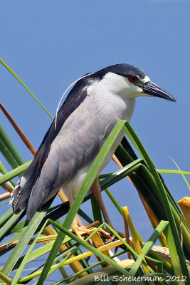 Black-crowned Night Heron