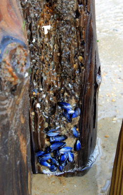 obx.104.jpg