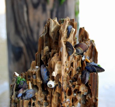 obx.105.jpg
