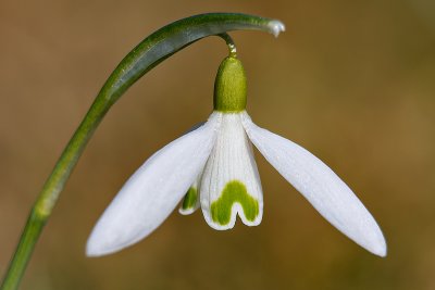 Schneeglckchen (4)