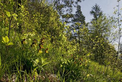 Frauenschuh (Cypripedium calceolus) Biotopaufnahme