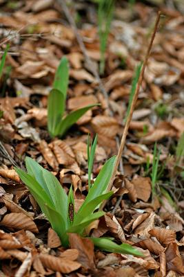 Purpurknabenkraut (Orchis purpurea)