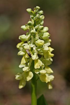 Blasses Knabenkraut (Orchis pallens) 7