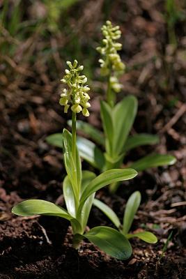 Blasses Knabenkraut (Orchis pallens) 5