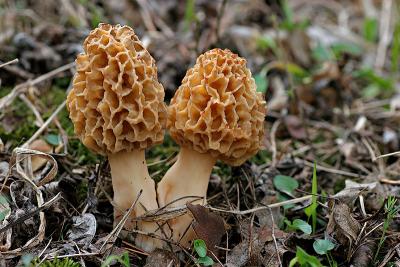 Speise- Morchel (Morchella esculenta)