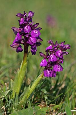 Kleines Knabenkraut  (Anacamptis morio)