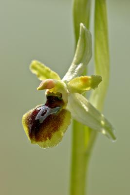 Kleine Spinnenragwurz (Ophrys araneola)