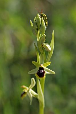 Kleine Spinnenragwurz (Ophrys araneola)