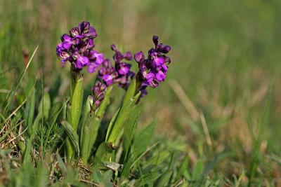 Kleines Knabenkraut (Anacamptis morio)