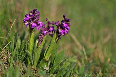 Kleines Knabenkraut  (Anacamptis morio)