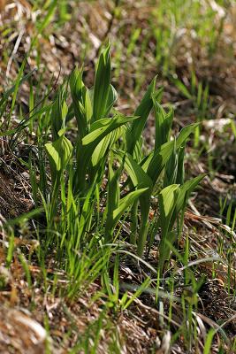 Frauenschuh (Cypripedium calceolus)