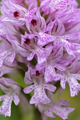Dreizähniges Knabenkraut (Neotinea tridentata)