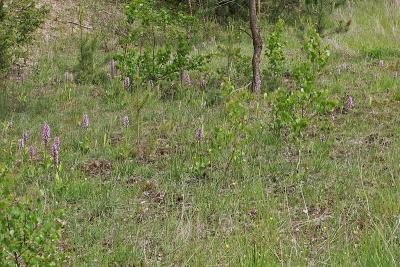 Helmknabenkraut (Orchis militaris) im Biotop