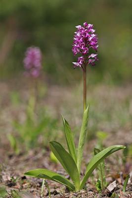 Helmknabenkraut (Orchis militaris)