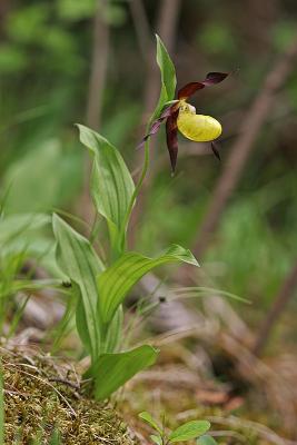 Frauenschuh (Cypripedium calceolus)