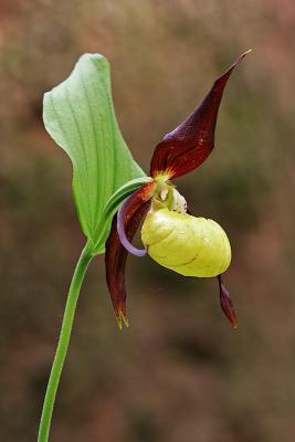 Frauenschuh (Cypripedium calceolus)