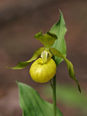 Frauenschuh (Cypripedium calceolus var. viridiflora)