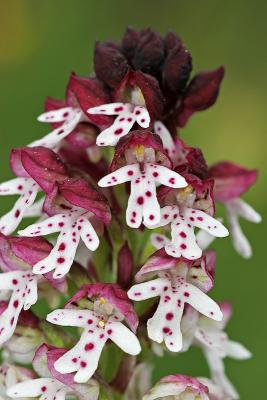 Brandknabenkraut  (Neotinea ustulata)