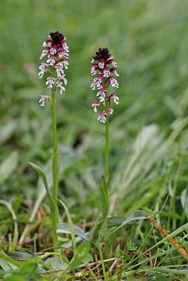 Brandknabenkraut  (Neotinea ustulata)