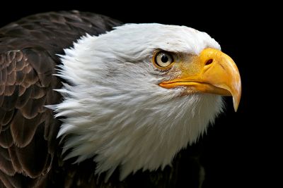 Weikopf-Seeadler (Haliaeetus leucocephalus)