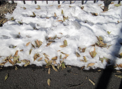 Snow n Pale Green Leaves.jpg