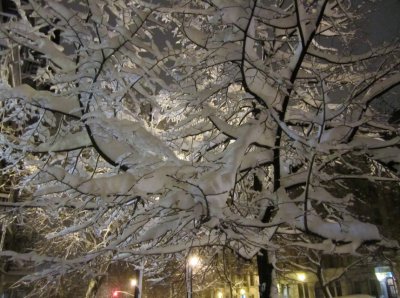Blizzard White Trees 6.jpg