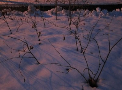 Bare Bushes Evening Snow.jpg