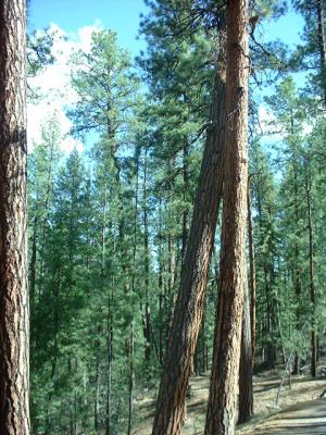 Huge Pines on the trail to Jemez Falls