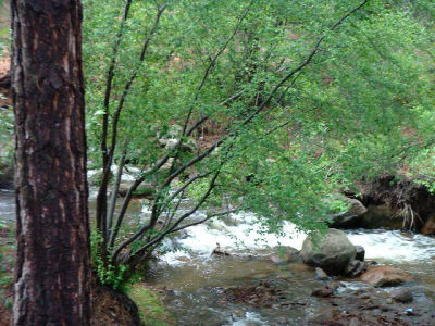 Rushing creek from rain