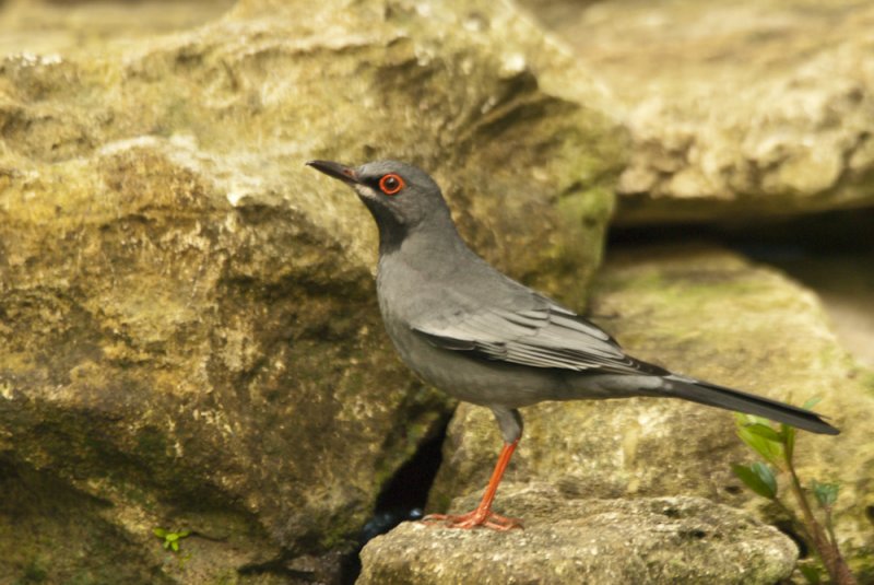 Red-legged Thrush