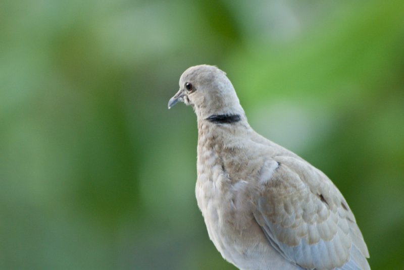 Eurasian Collared-dove