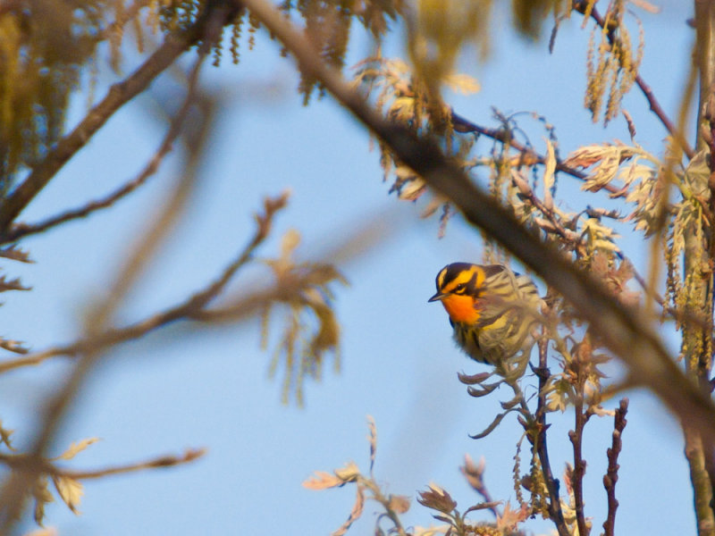 Blackburnian warbler