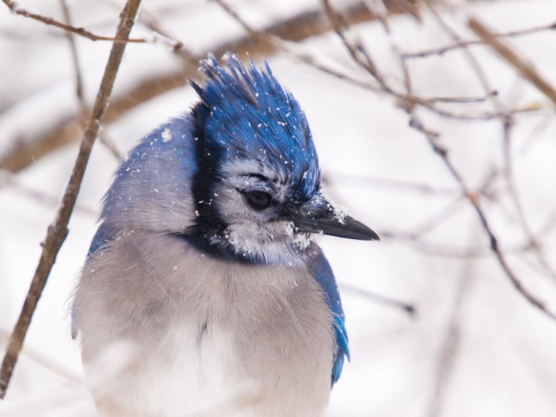 Blue Jay in Snow