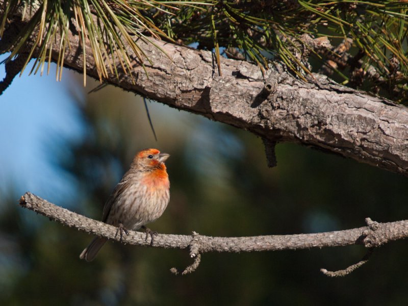 House Finch