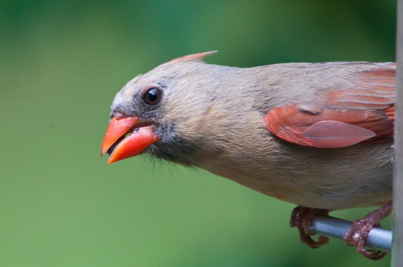 Female Cardinal