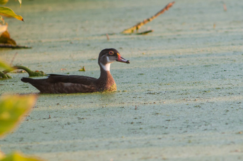Wood duck