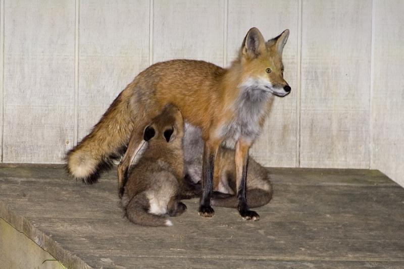 Mother fox and Babies 1