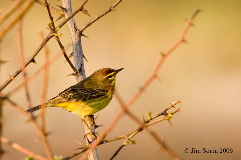 Palm Warbler