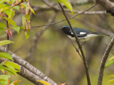 Black throated blue warbler